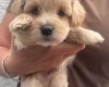Maltipoo