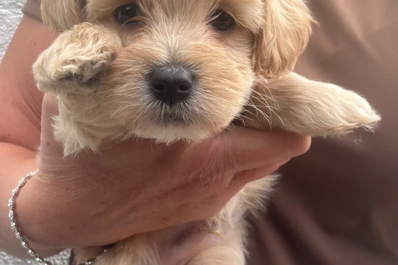 Maltipoo