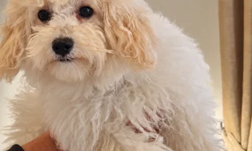 Maltipoo