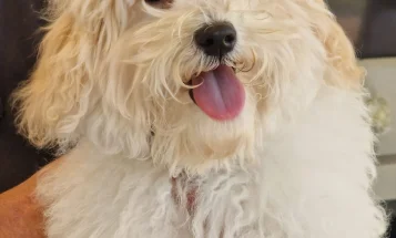 Maltipoo