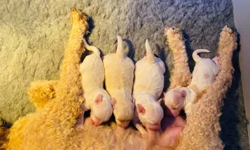 Maltipoo