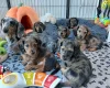 Dachshund (Miniature Smooth Haired)