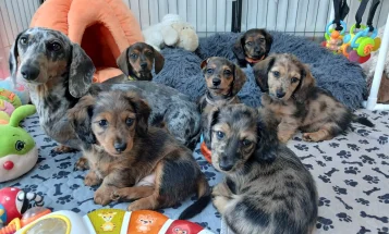 Dachshund (Miniature Smooth Haired)