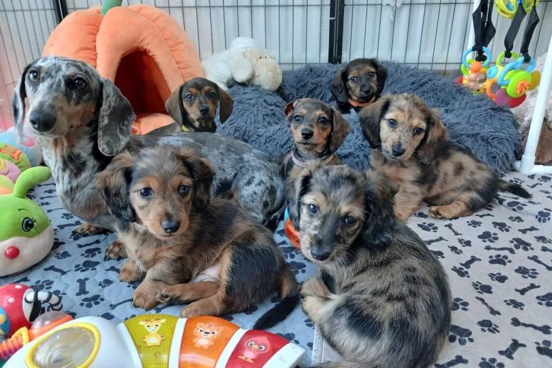 Dachshund (Miniature Smooth Haired)