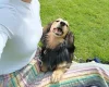 Dachshund (Miniature Smooth Haired)