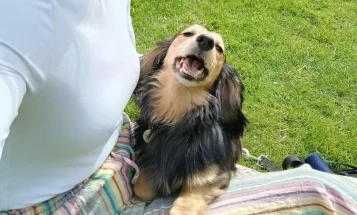 Dachshund (Miniature Smooth Haired)