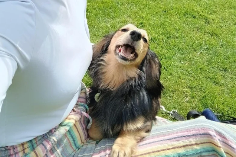 Dachshund (Miniature Smooth Haired)