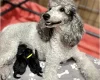 Miniature Poodle