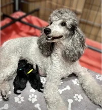 Silver Miniature Poodle