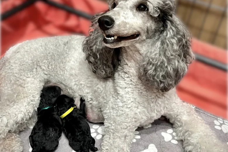 Miniature Poodle