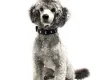 Miniature Poodle