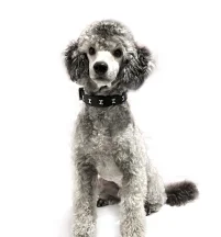 Silver Miniature Poodle