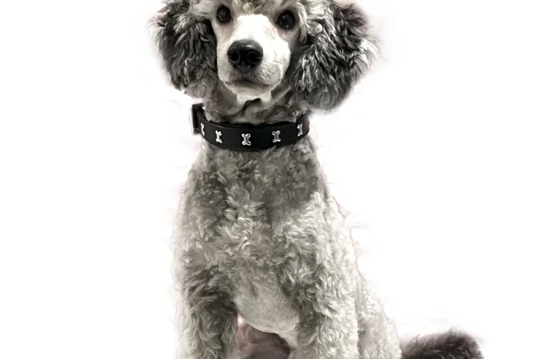 Miniature Poodle