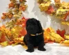 Miniature Poodle