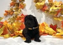 Puppy 2