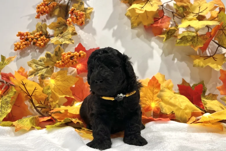 Miniature Poodle