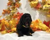 Miniature Poodle
