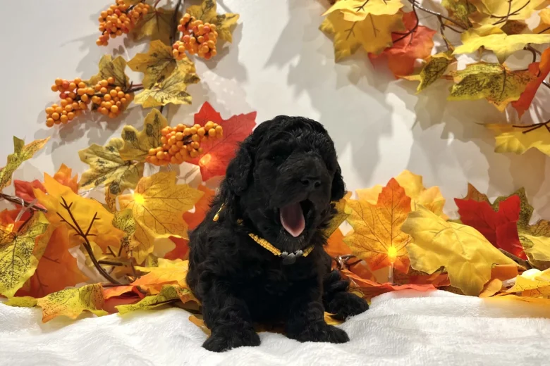 Miniature Poodle