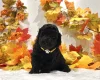 Miniature Poodle