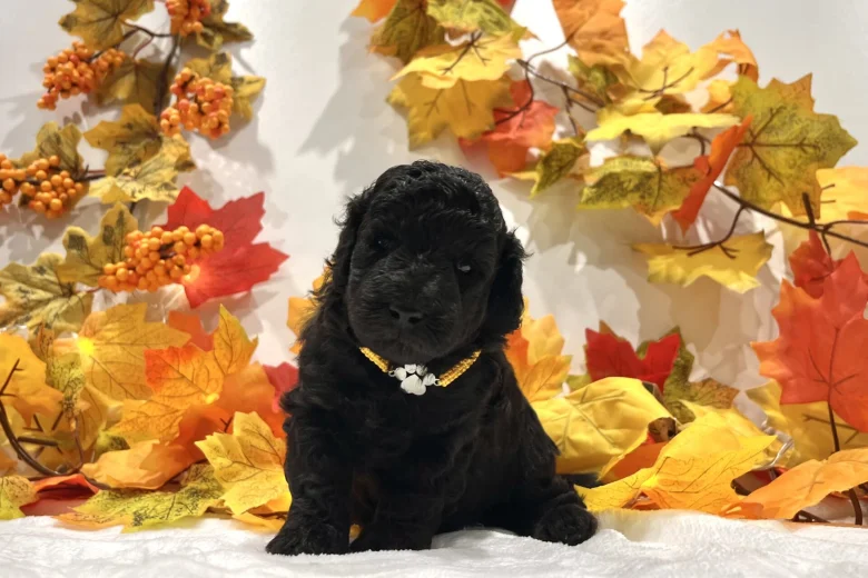 Miniature Poodle