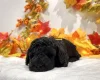 Miniature Poodle