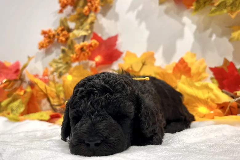Miniature Poodle