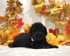 Miniature Poodle