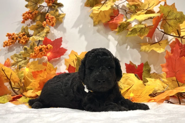 Miniature Poodle