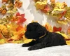 Miniature Poodle