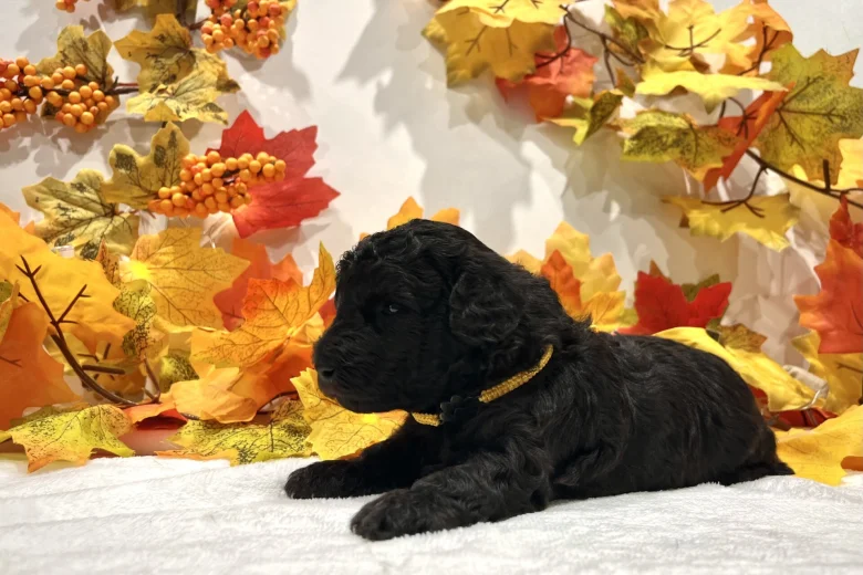 Miniature Poodle