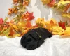 Miniature Poodle