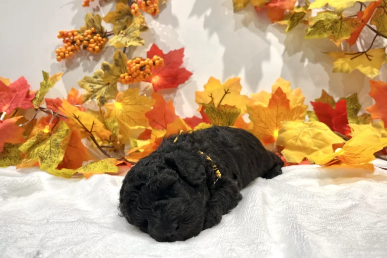 Miniature Poodle