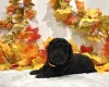 Miniature Poodle