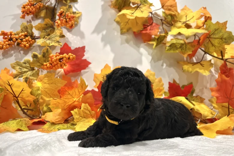 Miniature Poodle