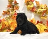 Miniature Poodle