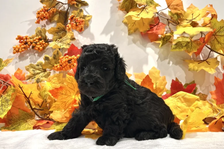 Miniature Poodle