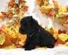 Miniature Poodle