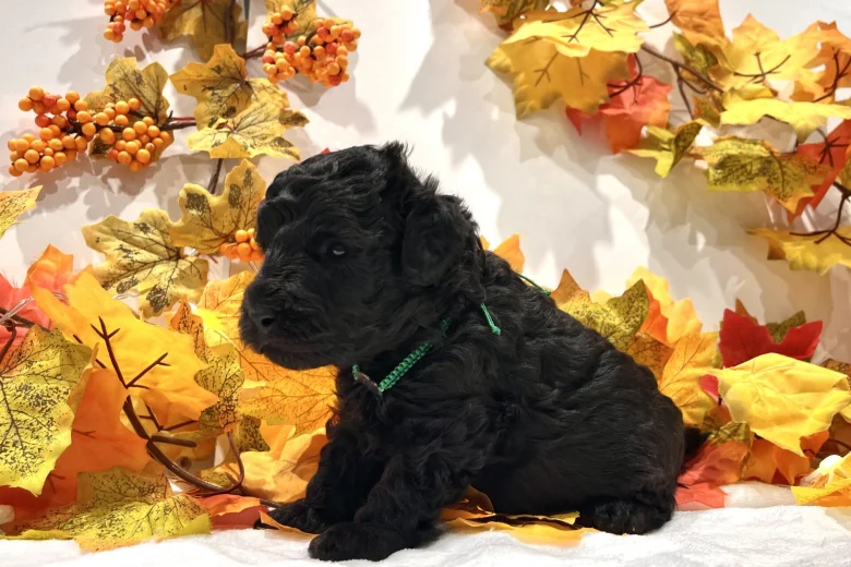 Miniature Poodle