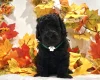 Miniature Poodle