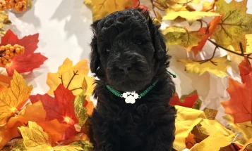 Miniature Poodle