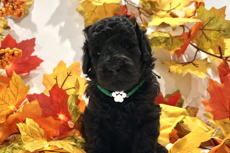 Miniature Poodle