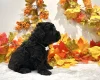 Miniature Poodle