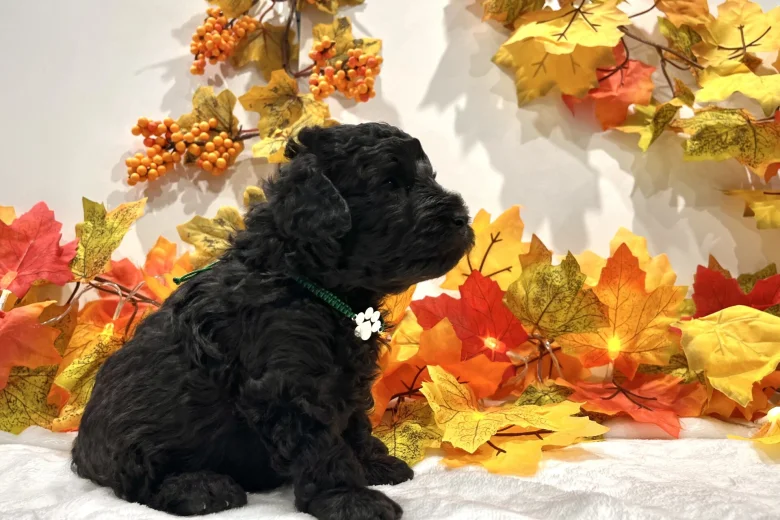 Miniature Poodle