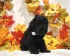 Miniature Poodle