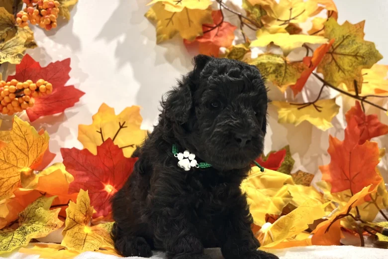 Miniature Poodle