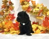 Miniature Poodle
