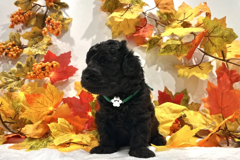 Miniature Poodle