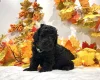 Miniature Poodle