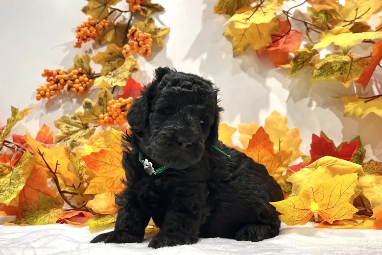 Miniature Poodle