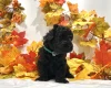 Miniature Poodle